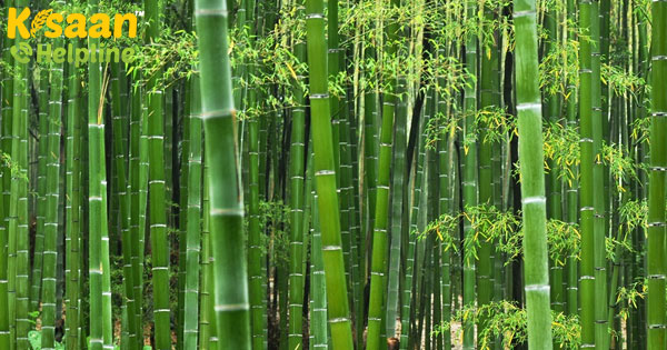 बांस की खेती के लिए आधे पैसे देगी मोदी सरकार, जानिए क्या है योजना