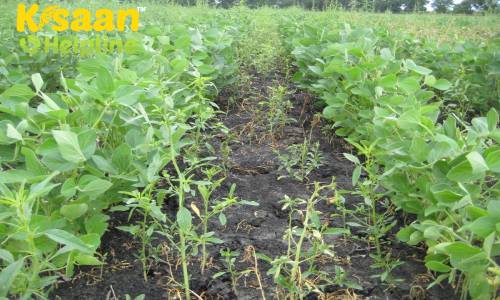 जानिए सोयाबीन की फसल में उगने वाले खरपतवार और उनको नियंत्रण करने के उपाय