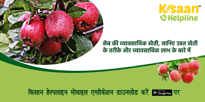 सेब की व्यावसायिक खेती, जानिए उन्नत खेती के तरीके और व्यावसायिक लाभ के बारे में