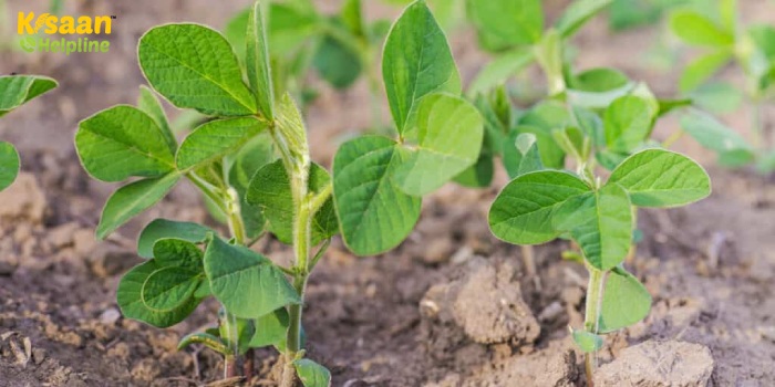 सोयाबीन की खेती करने वाले किसान ध्यान दें, आपकी फसल पर लग सकता यह कीट, जानें इसके नियंत्रण का तरीका