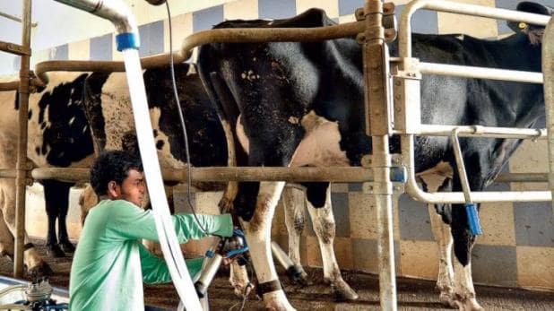 ज्यादा दूध के लिए गाय और भैंस को क्या खिलाये, पढ़े और शेयर करे