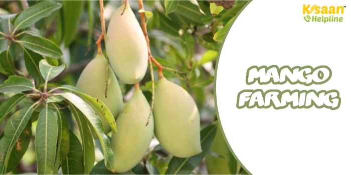 आइए जानते है आम के गाल मीज (Gall Midge) कीट के लक्षण, कारण एवं प्रबंधन के बारे में