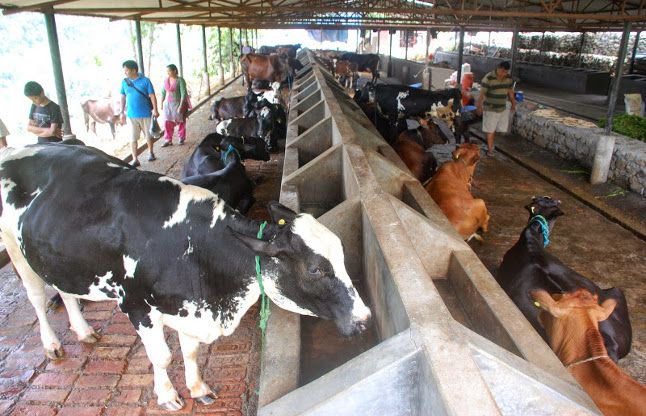 पशुओं में दूध की मात्रा बढ़ाने का घरेलु नुस्खा, यहाँ से सीखे