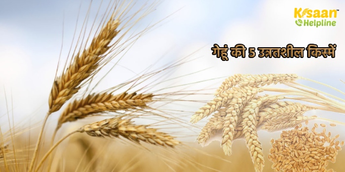जानिए गेहूं की 5 उन्नतशील किस्मों के बारे में, जो देंगी अच्छा उत्पादन और  किसानों की बढ़ेगी कमाई