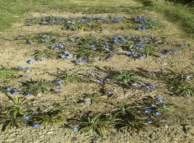 उत्तराखंड में पहली बार नर्सरी में उगा 'त्रायमाण' देखिये यह क्या है -