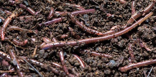 केंचुआ खाद से होने वाले फायदे जाने और खाद का इस्तेमाल करे