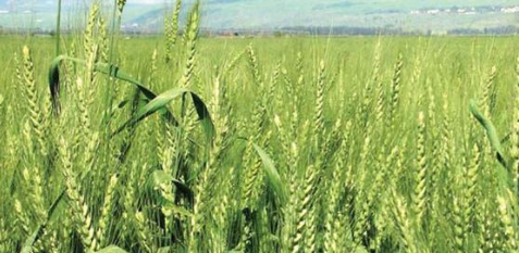 गेहूं की मेड़ पर बुवाई करने का तरीका और उसके फायदें जाने