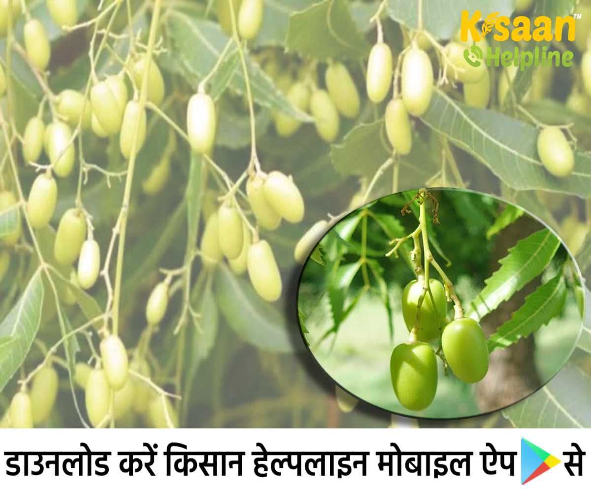 जैविक कीटनाशक बनाने में कर सकते है नीम की पत्ती एवं निम्बोली का प्रयोग, जानिए नीम से बने कीटनाशक से फायदे