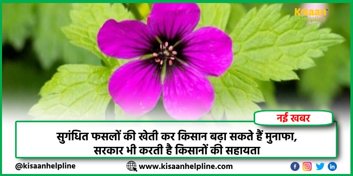 सुगंधित फसलों की खेती कर किसान बढ़ा सकते हैं मुनाफा, सरकार भी करती है किसानों की सहायता