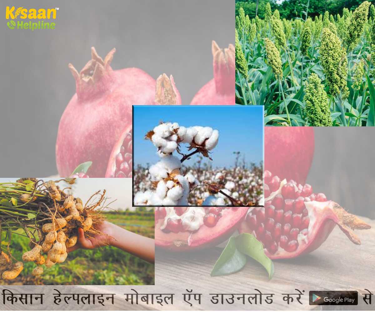 कृषि वैज्ञानिकों की सलाह, किसान भाई ऐसे करें अपनी फसलों की देखभाल