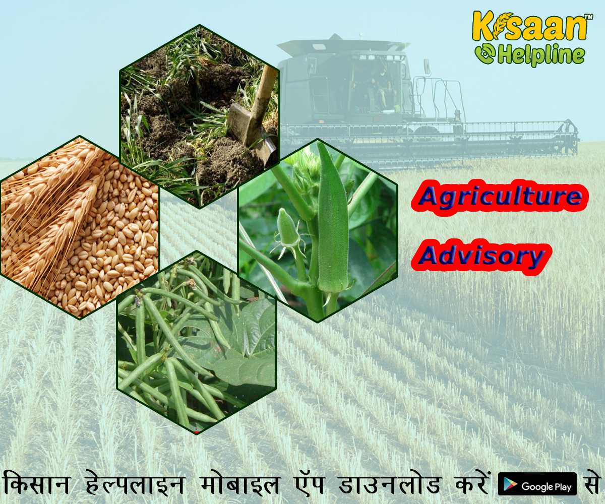 किसान भाई गर्मियों में रखें इन बातों का विशेष ध्यान, वैज्ञानिकों ने जारी की कृषि संबंधित सलाह