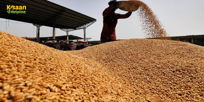 इन राज्यों में राज्यों में बारिश-ओलावृष्टि ने बरपाया कहर, जानिए गेहूं के उत्पादन पर कितना पड़ेगा असर