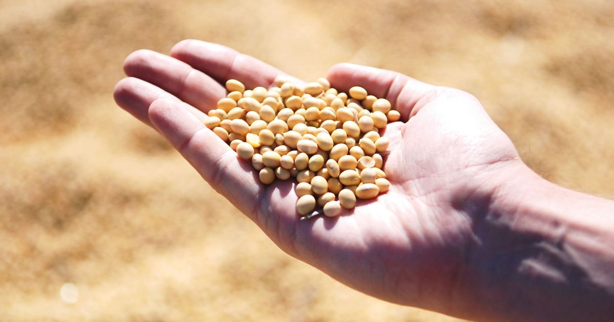 सोयाबीन की खेती में ध्यान रखी जाने वाली बातें और उपजाऊ किस्मों की जानकारी