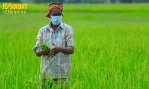 बाजार की मांग के अनुसार जून-जुलाई माह में खरीफ फसलों की जगह कर सकते है औषधीय पौधों की खेती