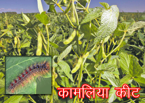 ध्यान से पढ़े, ये कीट रातो- रात कर सकता है आपकी सोयाबीन को बर्बाद