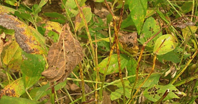 सोयाबीन में घातक पॉड ब्लाइट का नियंत्रण कैसे करे, जाने और शेयर करे