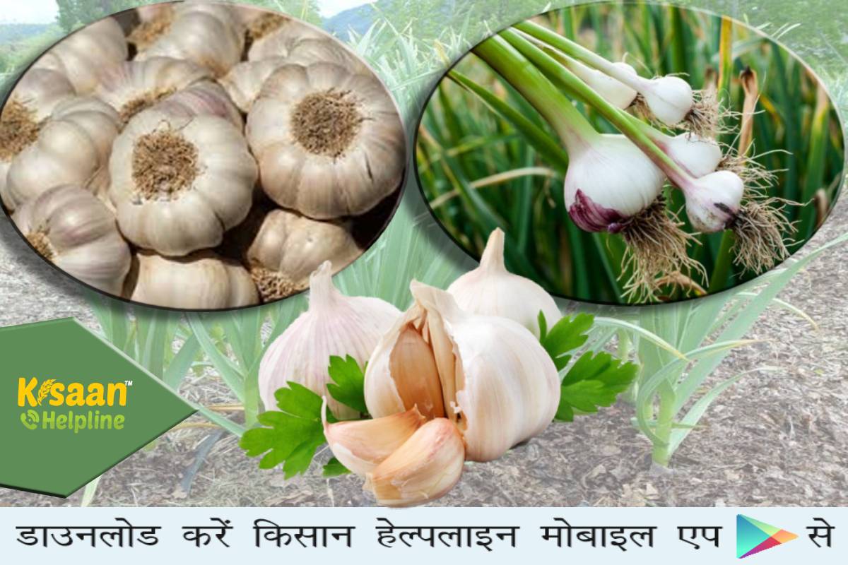 लहसुन की खेती करने वाले किसान भाइयों को विशेष सलाह, जाने लहसुन की खेती में बीज दर, बुवाई का सही समय, खाद एवं उर्वरक