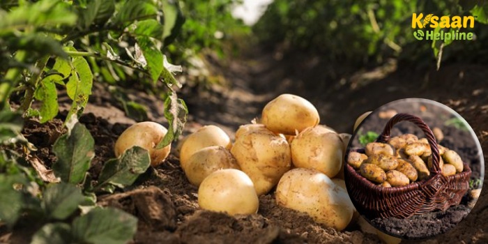 जानिए आलू के हैरान कर देने वाले रोचक तथ्यों के बारे में