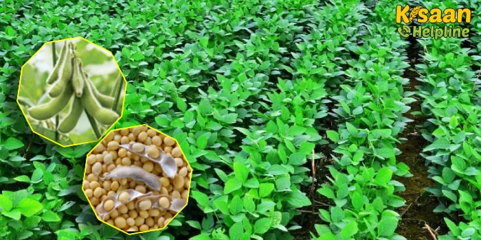सोयाबीन की फसल में रोग या कीटों की प्रारंभिक अवस्था में या लक्षण दिखते ही, नियंत्रण के लिए करें ये उपाय