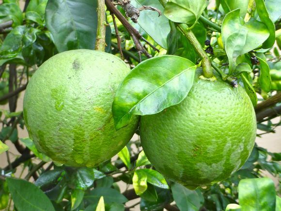 मौसंबी लाएगी किसानों के चेहरे पर खुशी