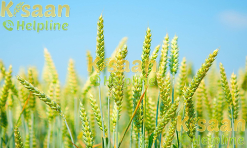 गेहूं की खेती की सिंचाई व्यवस्था और भंडारण की जानकारी