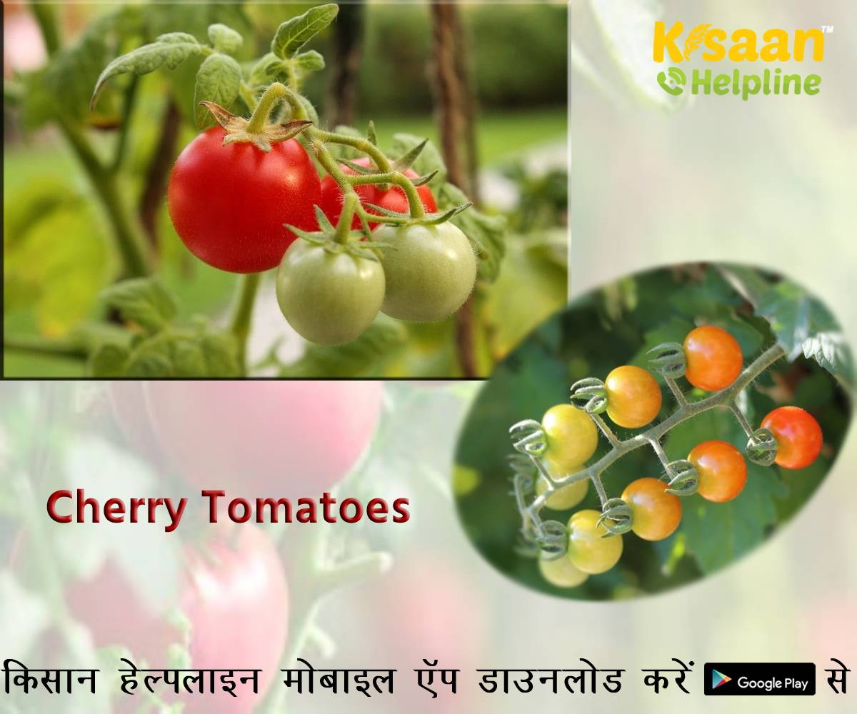 भारत में चेरी टमाटर की खेती, जानिए बुवाई और रोपण का तरीका, खाद, बीज और कटाई संबंधित सम्पूर्ण जानकारी