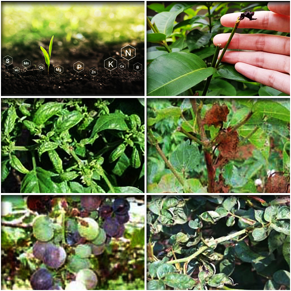 Boron (बोरान)