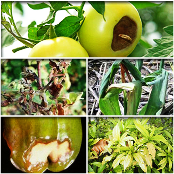 Calcium (कैल्शियम)