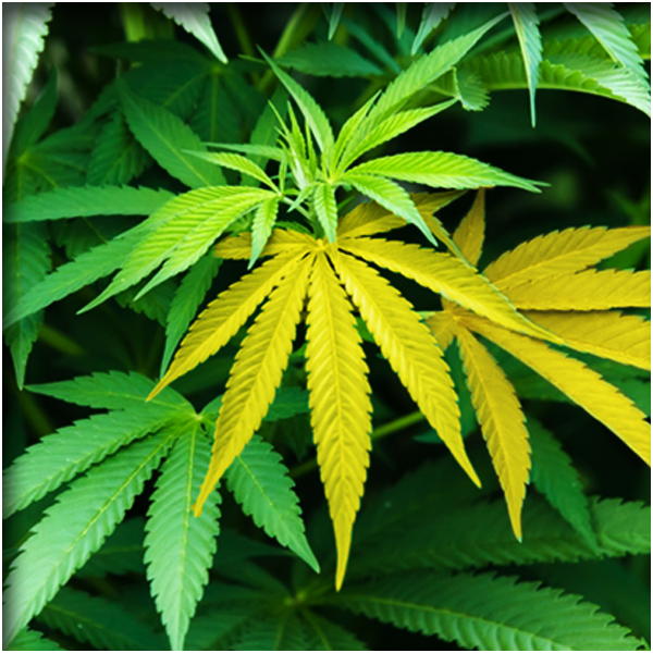 Cobalt (कोबाल्ट)