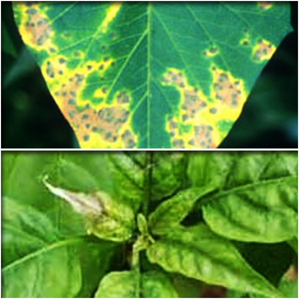 Copper (तांबा)