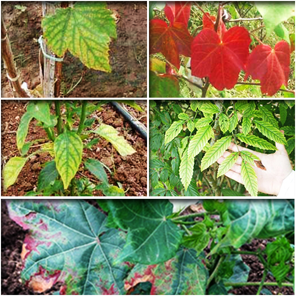 Magnesium (मैगनीशियम)