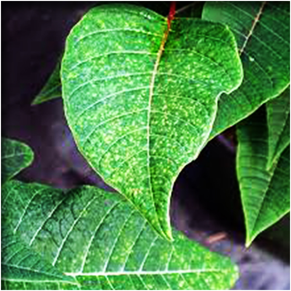 Molybdenum (मोलिब्डेनम)