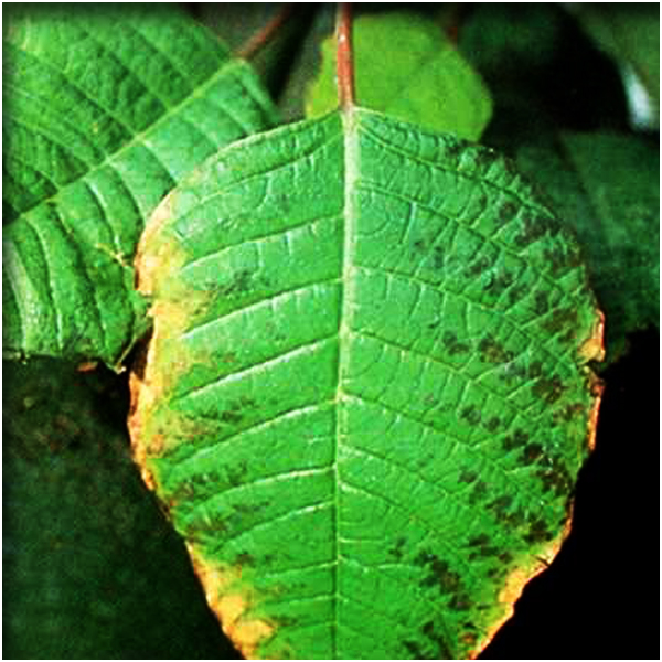 Nickel (निकल)