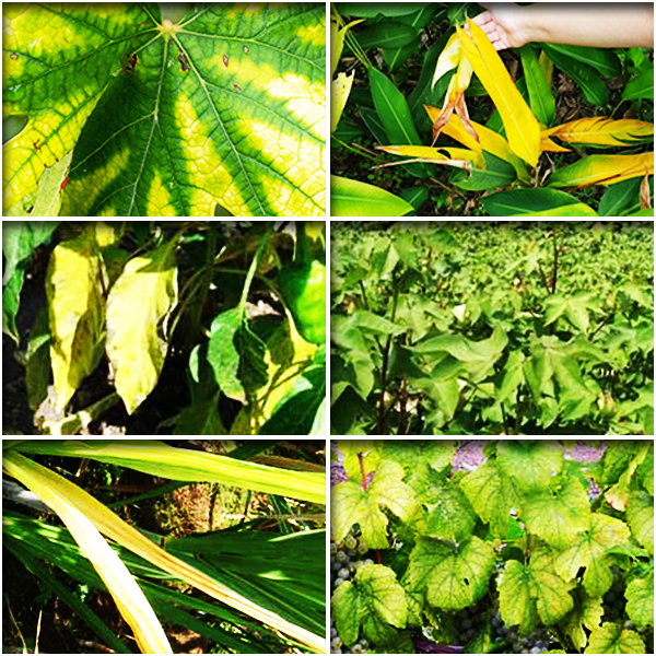 Nitrogen (नाइट्रोजन)