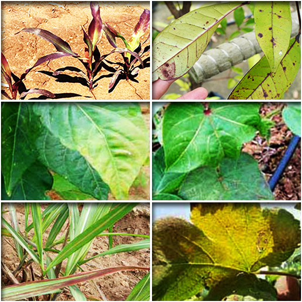 Phosphorus (फास्फोरस)