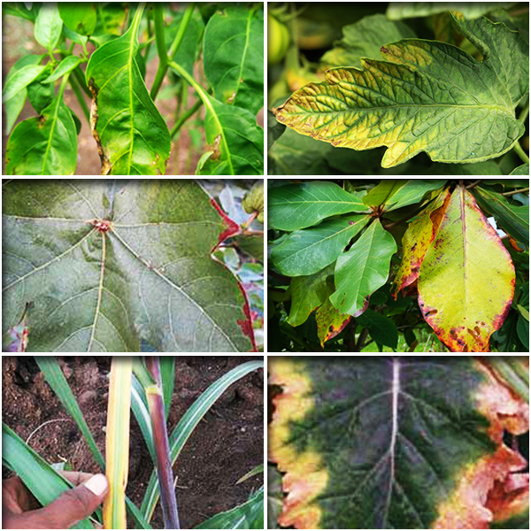 Potassium (पोटैशियम)