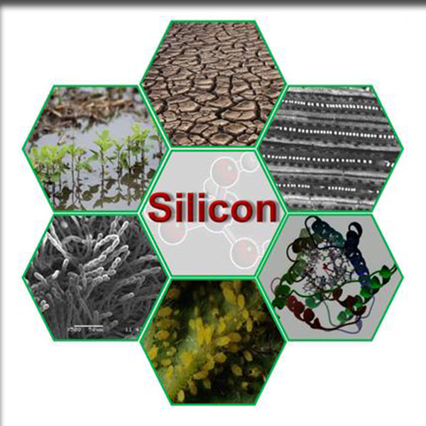 Silicon (सिलिकॉन)