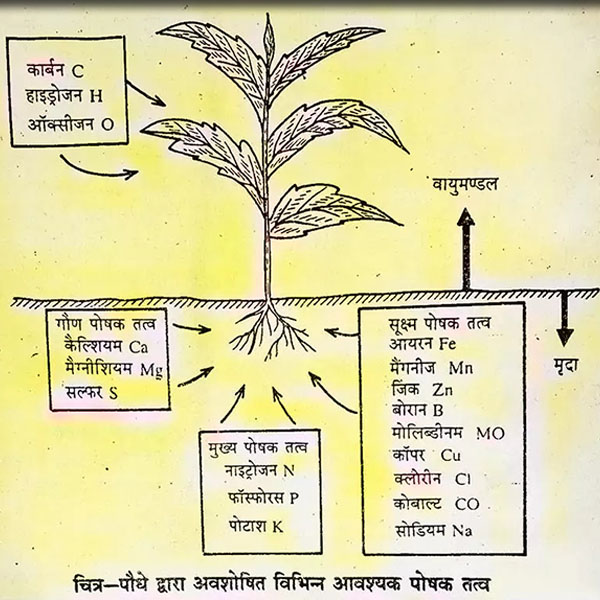 Sodium (सोडियम)