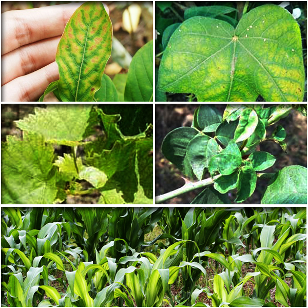 Zinc (जस्ता)