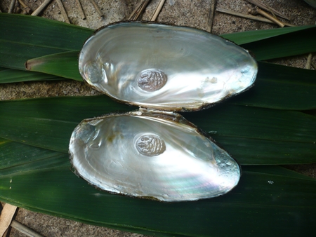 Pearl Culture Training in India