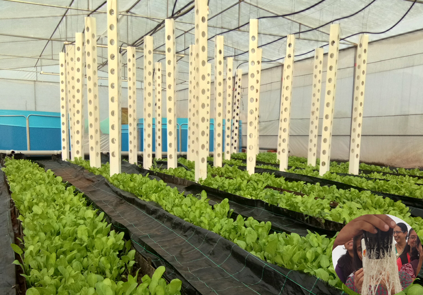 CRAFT- One day Hydroponics and Aquaponics, Training- Workshop for beginners