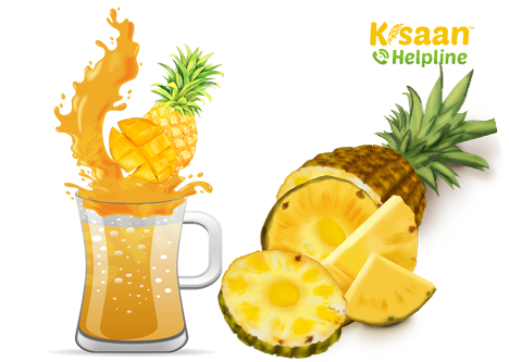 अनानास स्क्वैश प्रशिक्षण (Pineapple Squash Training)