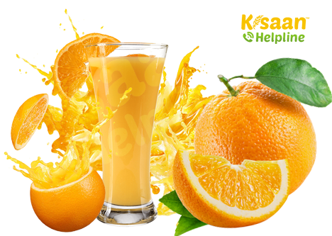 संतरा स्क्वैश प्रशिक्षण (Orange Squash Training)