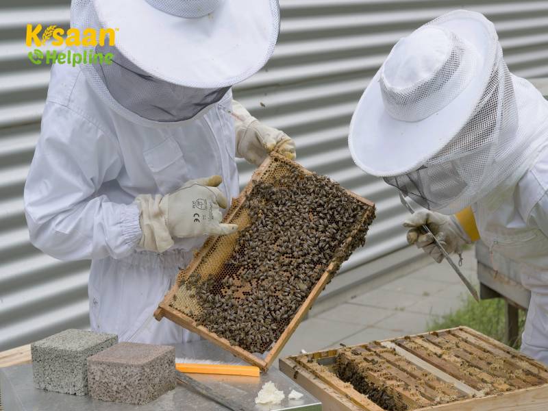 भारत में मधुमक्खी पालन प्रशिक्षण (Beekeeping Training in India)