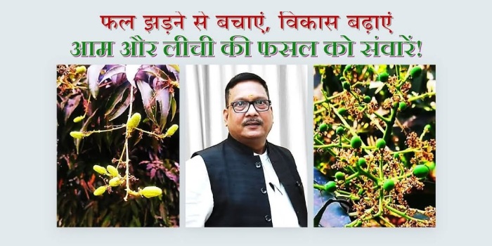 फल झड़ने से बचाएं, विकास बढ़ाएं- आम और लीची की फसल को संवारें!