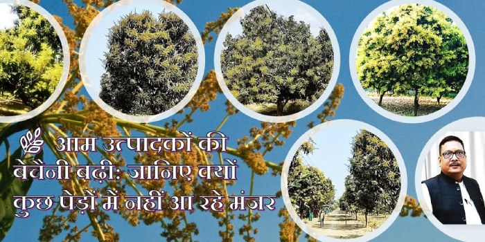 आम उत्पादकों की बेचैनी बढ़ी: जानिए क्यों कुछ पेड़ों में नहीं आ रहे मंजर