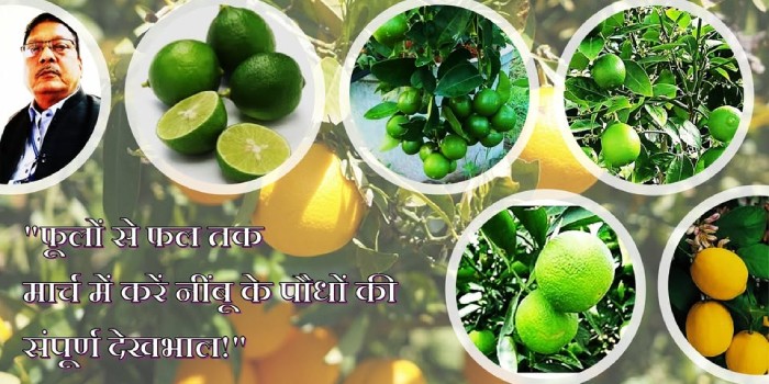 फूलों से फलों तक मार्च में करें नींबू के पौधों की संपूर्ण देखभाल