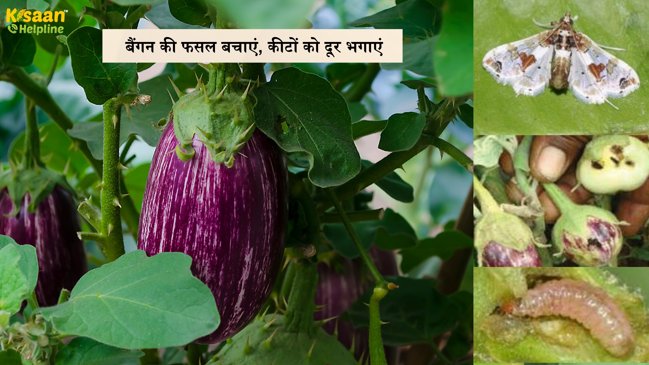 बैंगन की फसल बचाएं, कीटों को दूर भगाएं — अपनाएं सोलर इंसेक्ट ट्रैप, आज ही