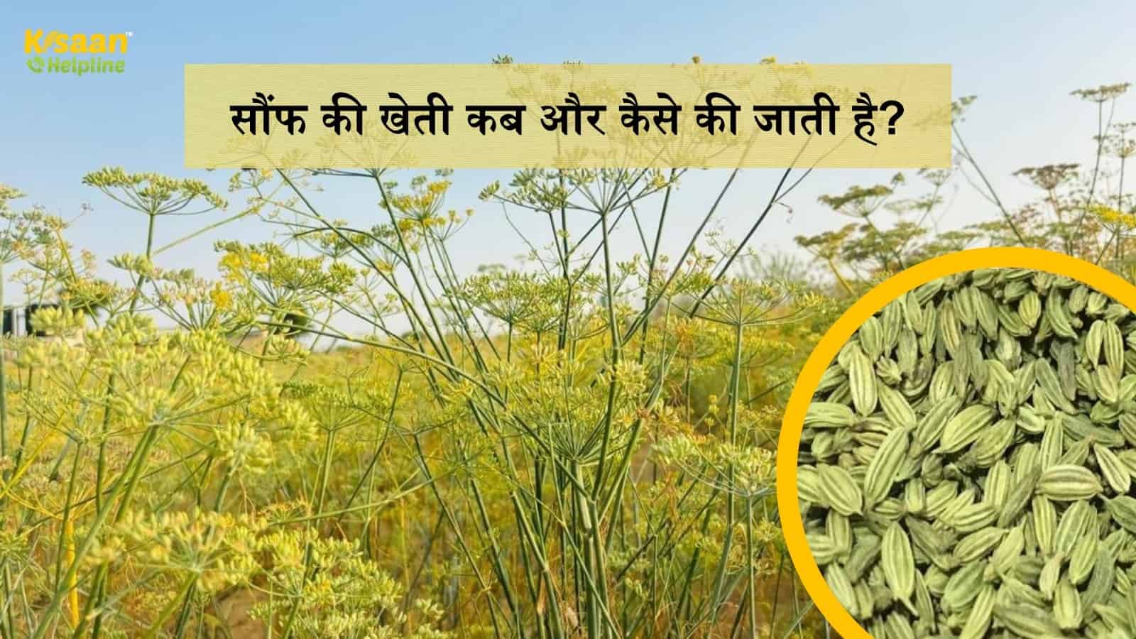 सौंफ की खेती कब और कैसे की जाती है, अच्छी पैदावार के लिए कब करे बुवाई