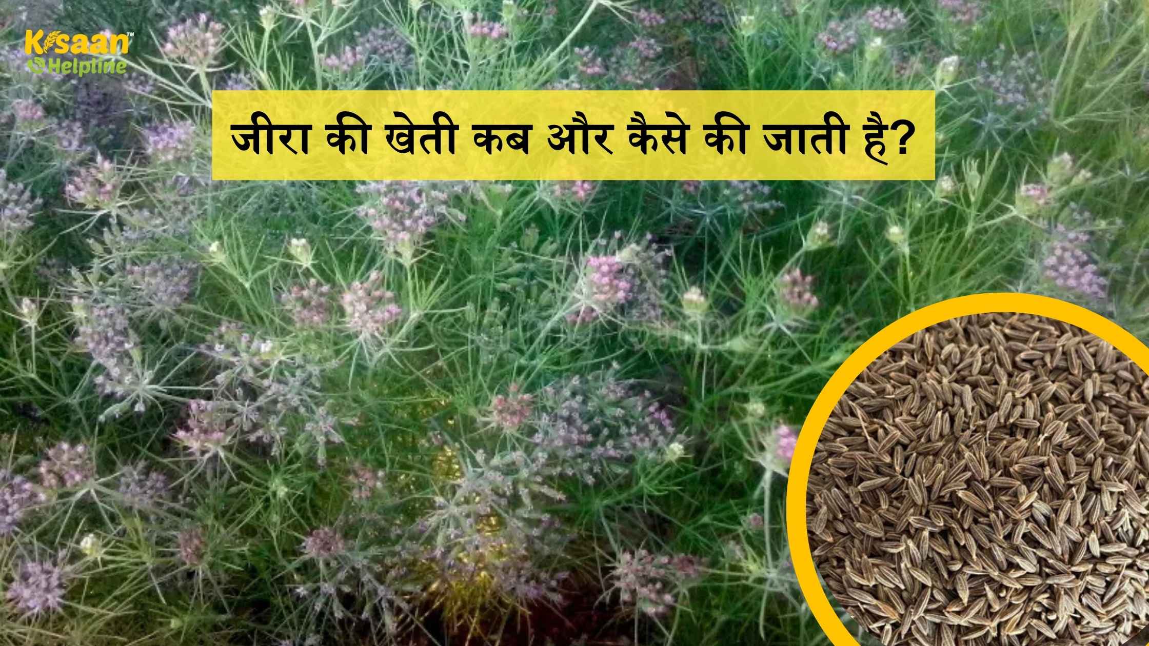 जीरा की खेती कब और कैसे की जाती है – जानिए बुवाई का सही समय, और अधिक पैदावार के उपाय